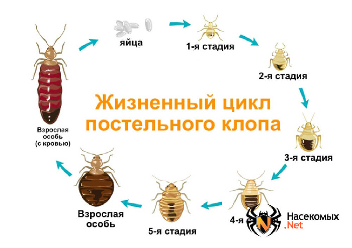 Виды Клопов Фото